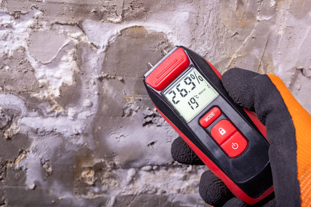 Best White Mold Remediation in Sweetser, IN