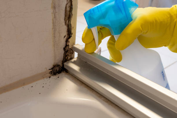Best Residential Mold Remediation in Sweetser, IN