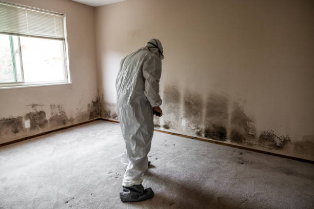 Best Basement Mold Remediation in Sweetser, IN