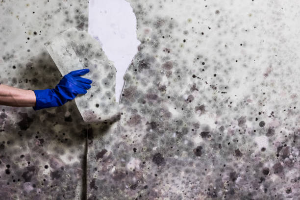 Best Health and Safety Mold Remediation in Sweetser, IN